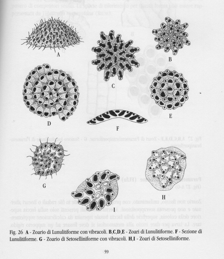briozoi o cristallo di neve?